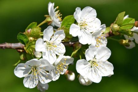 Unsere Seele ist die Kraft, die alles zum Erblühen bringt.  Hildegard von Bingen.