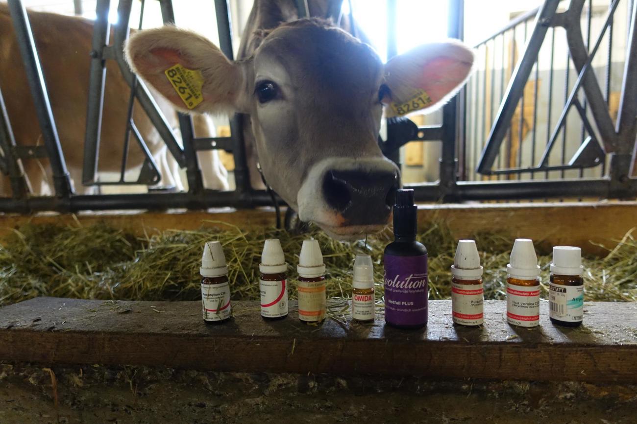 Gute Erfahrungen macht der Biobauer mit dem Einsatz von homöopathischen Mitteln. Quelle: Monika Tanner