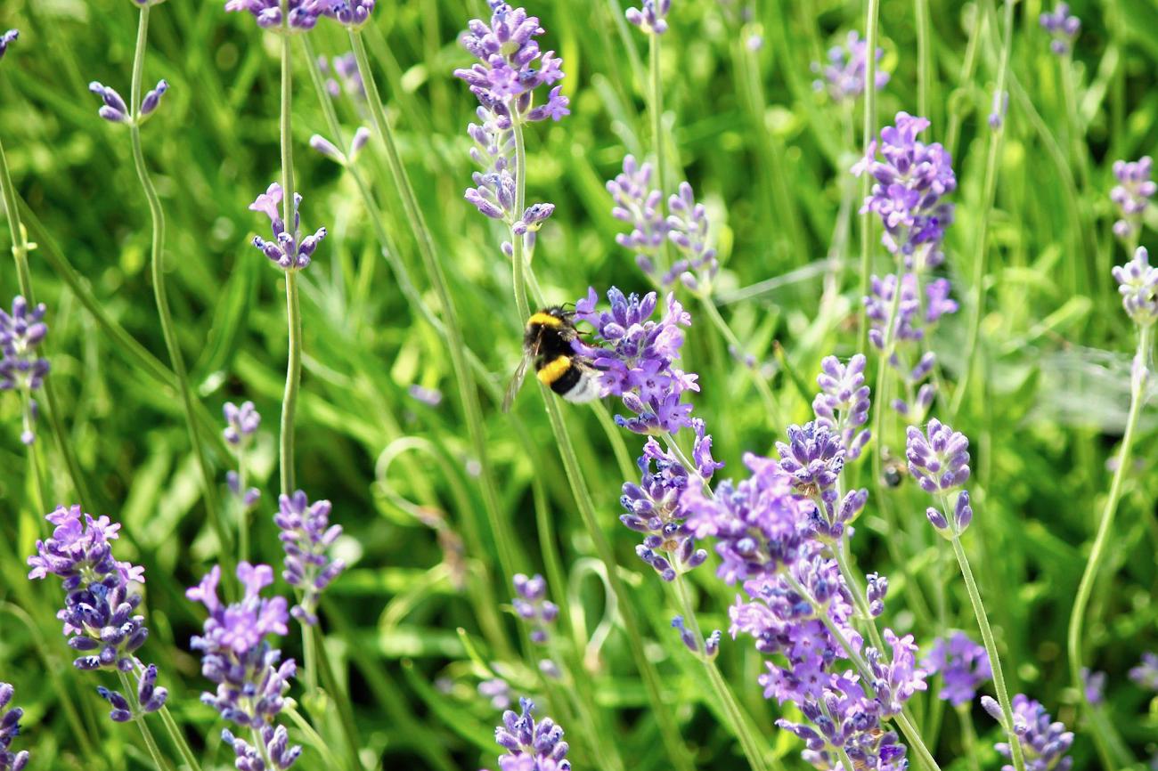 Bienenmagnet: Der Lavendel zieht unzählige Insekten an.