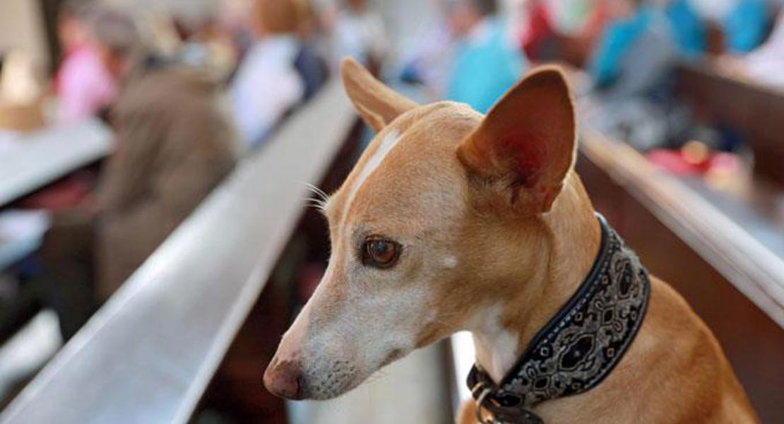Hund im Tiergottesdienst willkommen: Ansonsten sind Tiere in der Kirche selten ein Thema.|epd-Bild
