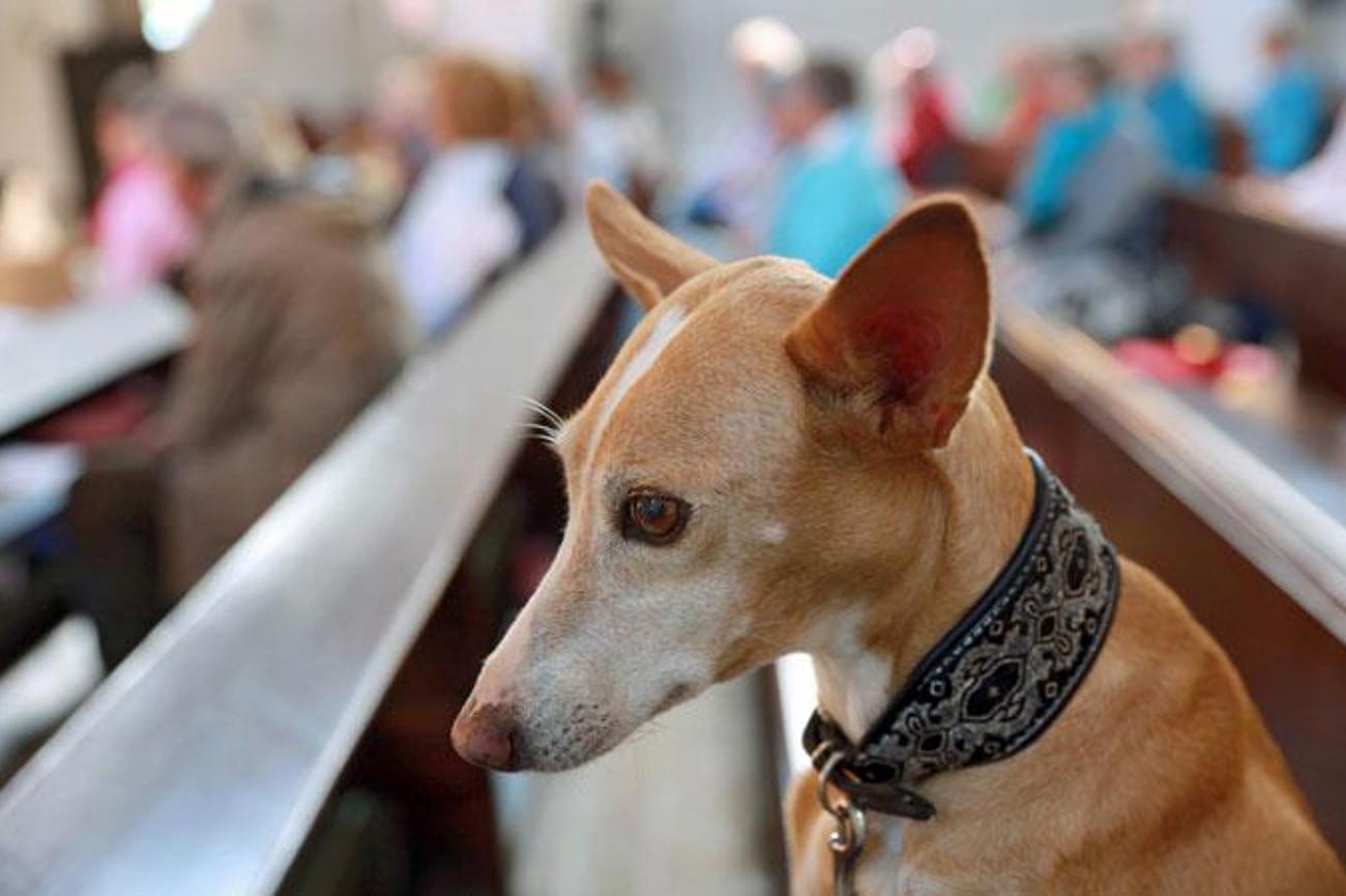 Hund im Tiergottesdienst willkommen: Ansonsten sind Tiere in der Kirche selten ein Thema.|epd-Bild