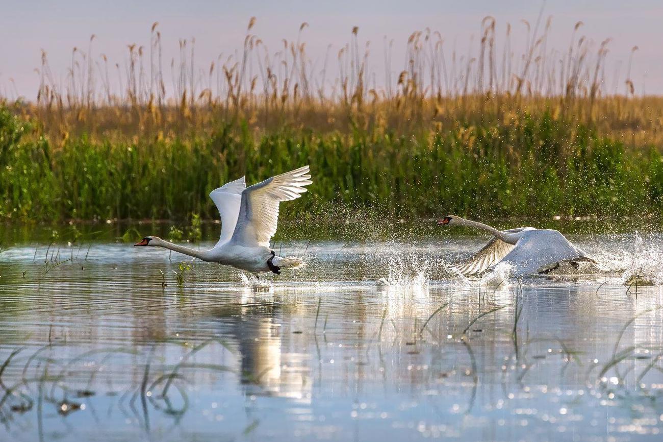 Der Schwan steht in verschiedenen Kulturen für Liebe und Anmut. Als Symbol für den Reformator Martin Luther ziert er zudem so manche Kirchturmspitzen. (Bild: AdobeStock)