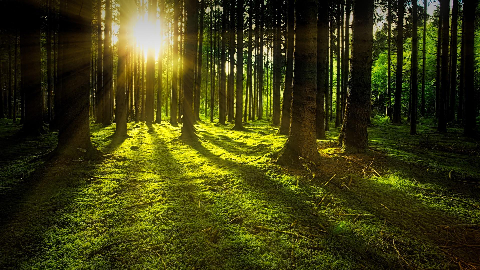 wald.jpg (1)