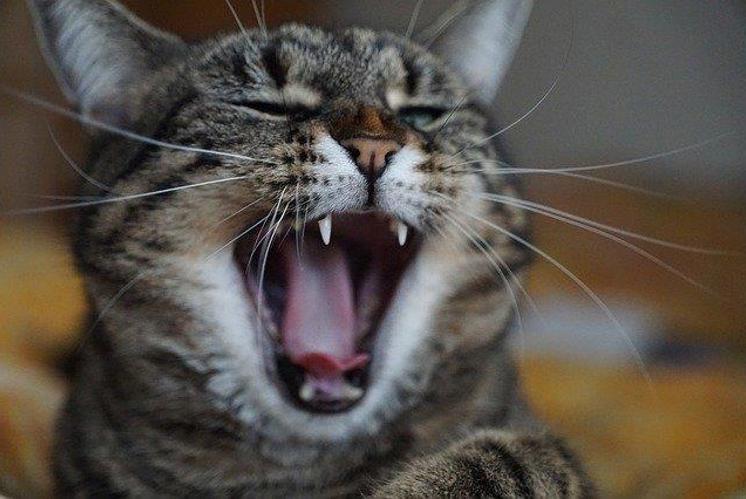 Lachen ist gesund!