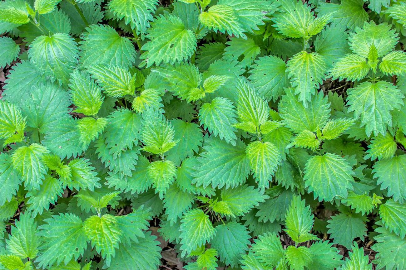 Heilkraft der Kräuter: Die Brennnessel wirkt entwässernd und entzündungshemmend.
Bild: pixabay.com