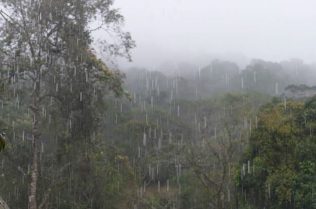 Verregneter Kinabalu Nationalpark Verregneter Kinabalu Nationalpark