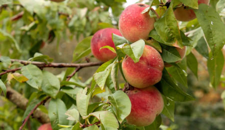 Den seltenen Sorten  und Rassen Sorge tragen