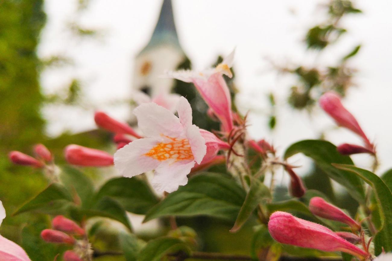 Das Netzwerk Eco Church ermutigt Kirchen, sich zu vernetzen und sich um die Schönheit der Schöpfung
sowie um die soziale Gerechtigkeit vermehrt Gedanken zu machen (im Bild die Kirche in Hauptwil). (Bild: sal)