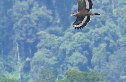 Mountain Serpent Eagle