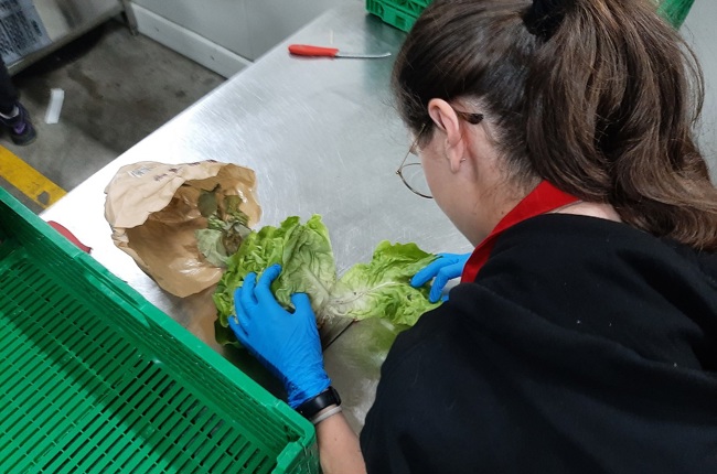 Ein Mädchen bearbeitet einen Eisbergsalat bei der Organisation "Tischlein deck dich". (Bild: zVg) Ein Mädchen bearbeitet einen Eisbergsalat bei der Organisation "Tischlein deck dich". (Bild: zVg)