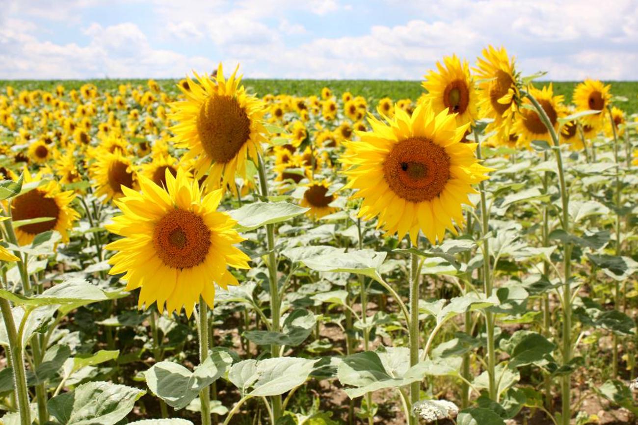 Leuchtendes Gelb, soweit die Sonnenblumen reichen. |tz