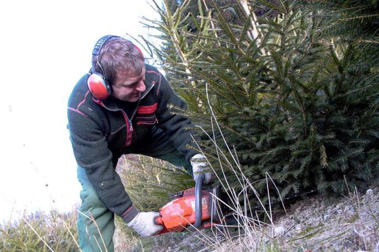 Hans-Peter Luder und seine Tannenbäume, die ihm nicht nur im Winter viel zu tun geben.