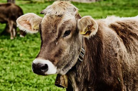 Kirchen sollen das Tierleid nicht mehr ausblenden