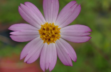 Blumen 3
