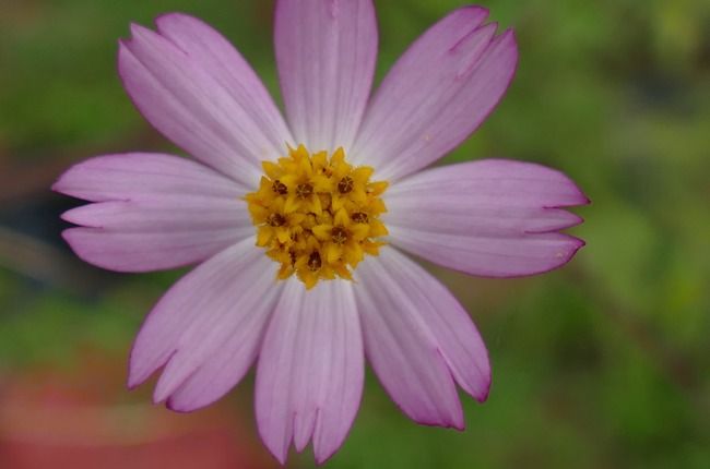 Blumen 3 Blumen 3