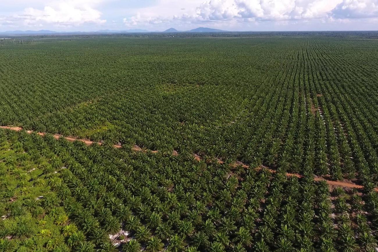 So weit das Auge reicht: Palmölplantagen in Indonesien. Der Regenwald musste weichen.