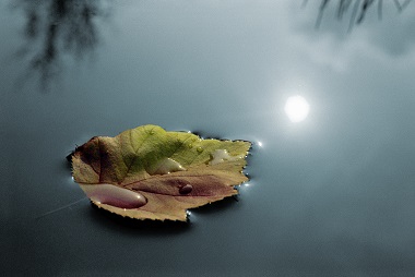 iStock-1216387713_Herbstblatt_auf_Fluss_Trauer_u_Abschied_380px.jpg