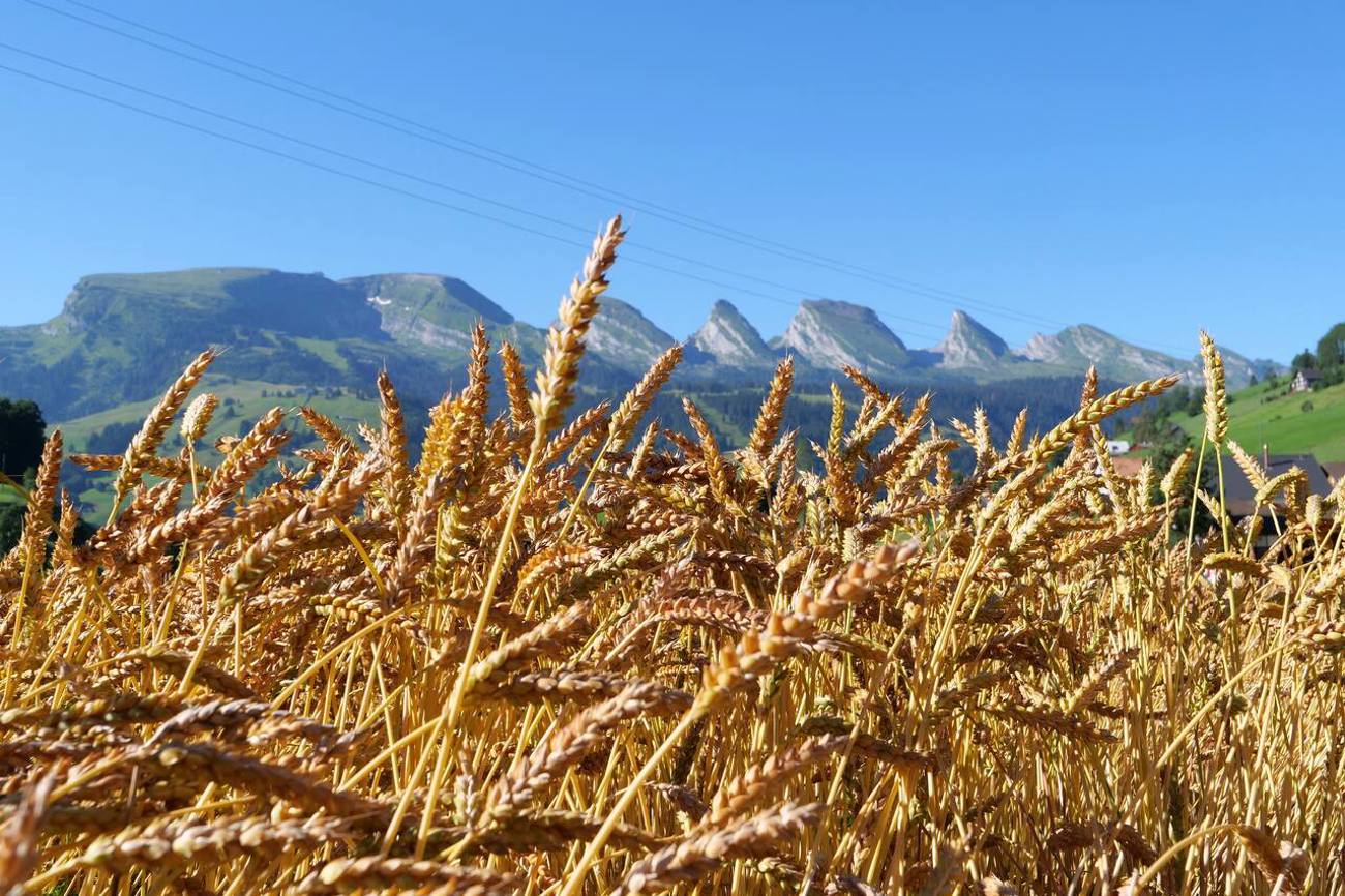 Dass das Getreide in steilen Toggenburger Höhenlagen prächtig wächst, ist der sorgfältigen Saatgutpflege des Vereins Alpsteinkorn zu verdanken. Foto: zvg