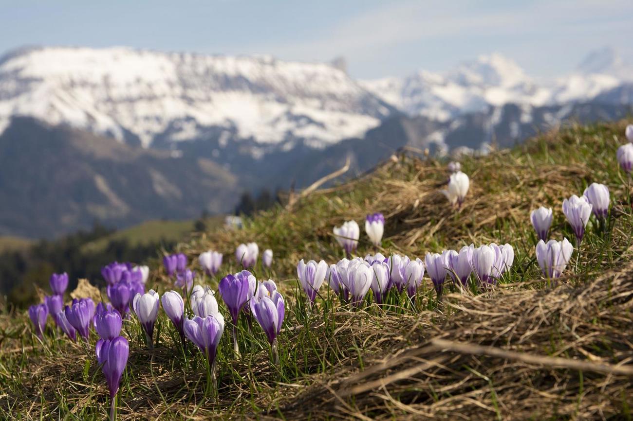 Platz 2: Krokusblüten auf dem Rämmisgumenhoger. (Bild: Michael Neracher)