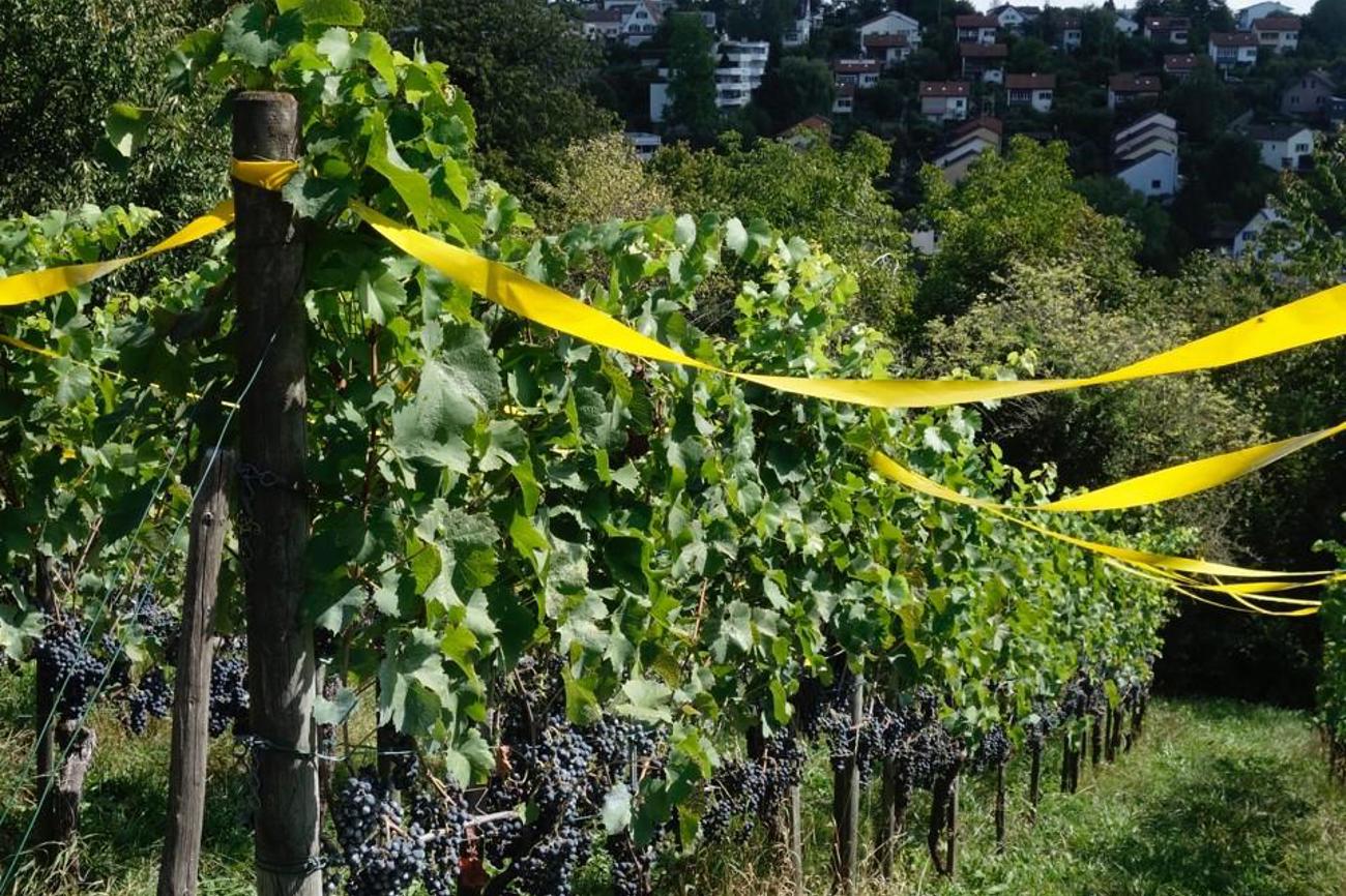 Bänder schützen den Rebberg vor den Vögeln