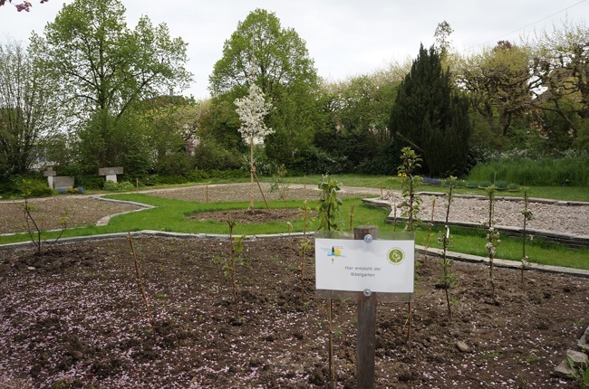 In Romanshorn entsteht ein Bibelgarten. Der Apfelbaum bildet das Zentrum von vier Beeten. (Bild: Inka Grabowsky) In Romanshorn entsteht ein Bibelgarten. Der Apfelbaum bildet das Zentrum von vier Beeten. (Bild: Inka Grabowsky)