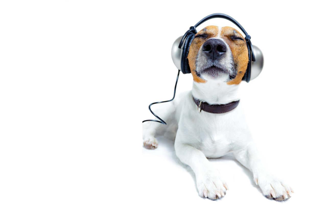 «Jeden Morgen was auf die Ohren» – der herzige
Hund wirbt für tägliche Glaubensimpulse von Kirchen
auf Radio Top. (Bild: Javier Brosch/istock)