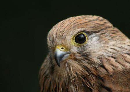 Blick ins Nest der Turmfalken