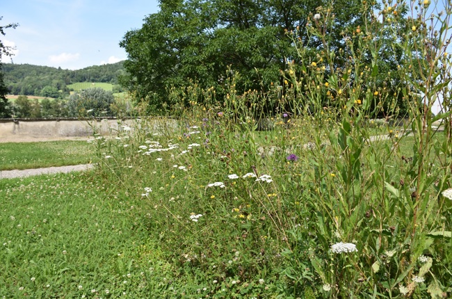 Blühstreifen. (Bild: Manuel Ditthardt) Blühstreifen. (Bild: Manuel Ditthardt)