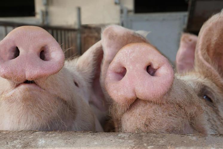 «Tiere dürfen der Kirche nicht egal sein»