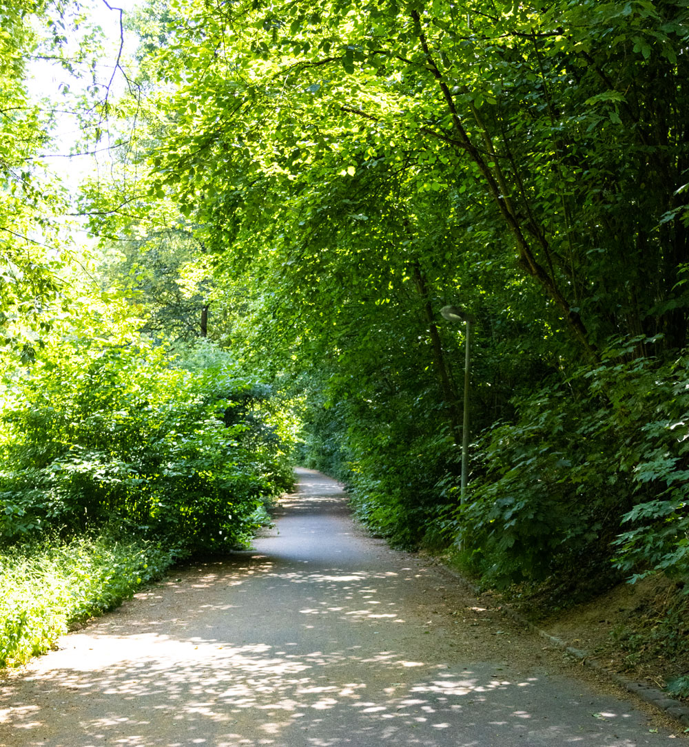 Bäume bilden einen Tunnel über den Weg in der Wolfschlucht.