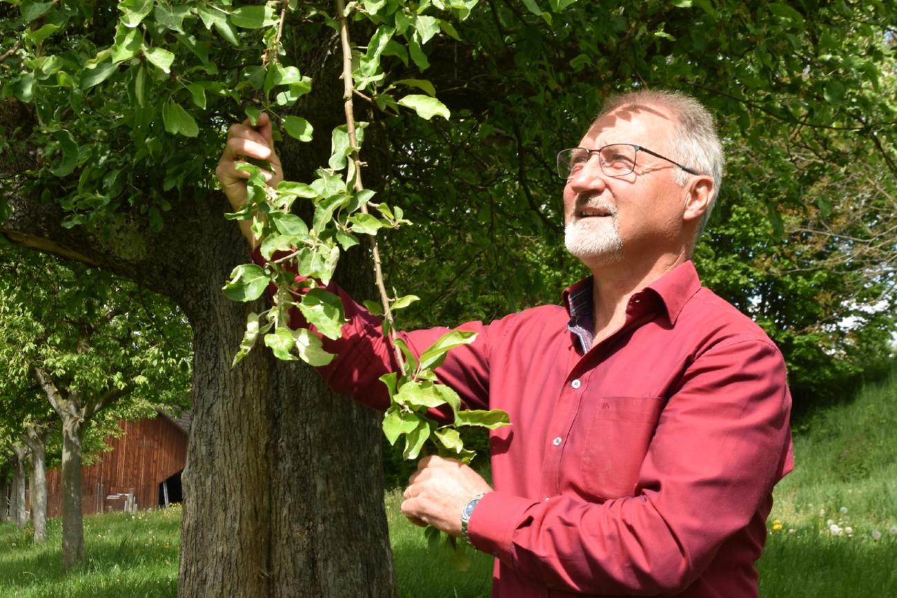 Die Natur – so wie dieser 100-jährige Gravensteiner Apfelbaum – liegt Biolandwirt Rolf Ziegler am Herzen. (Bild: cyr)